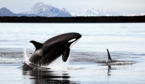 Orca in the Arctic Sea