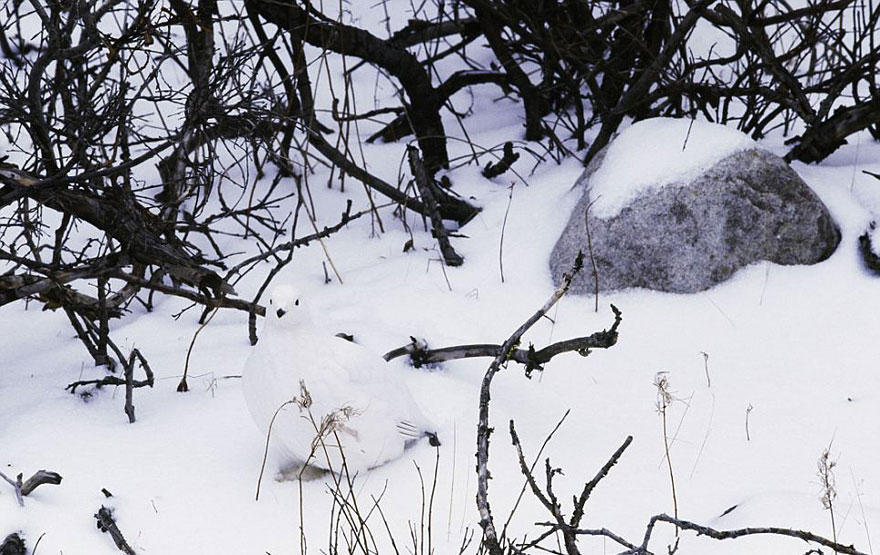 partridge in the snow