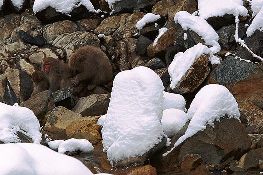 Monkeys hiding in the stones