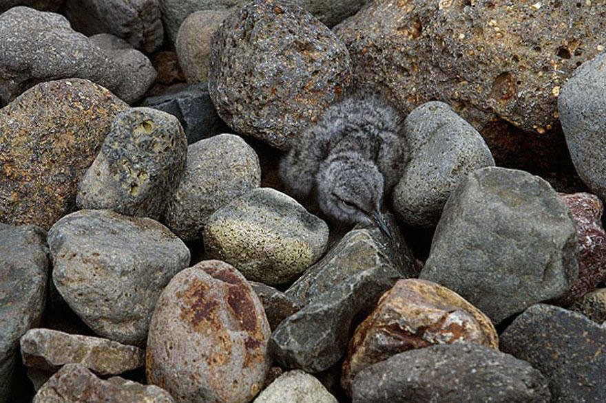 The chick disguises itself among the stones.