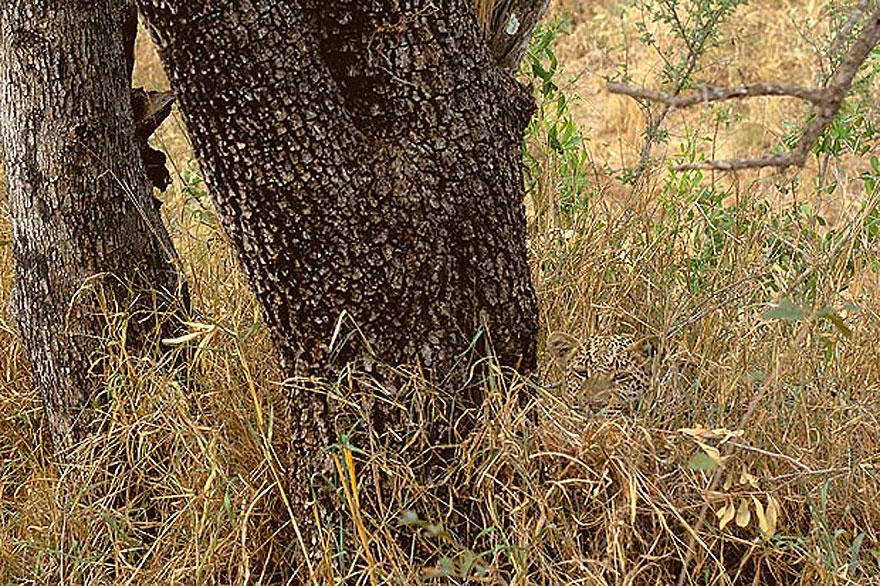 Cheetah