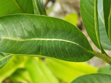 The caterpillar merged with the leaf