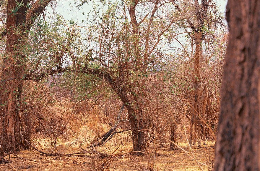 The giraffe disguises itself in the trees