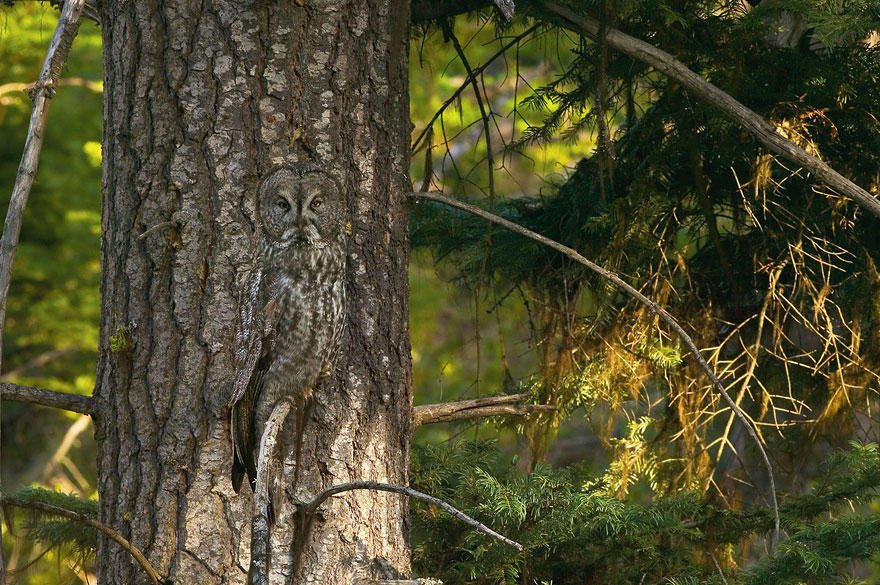Eagle owl disguise