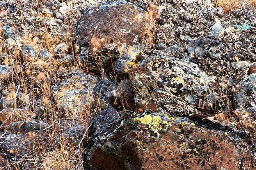 bird on the stones