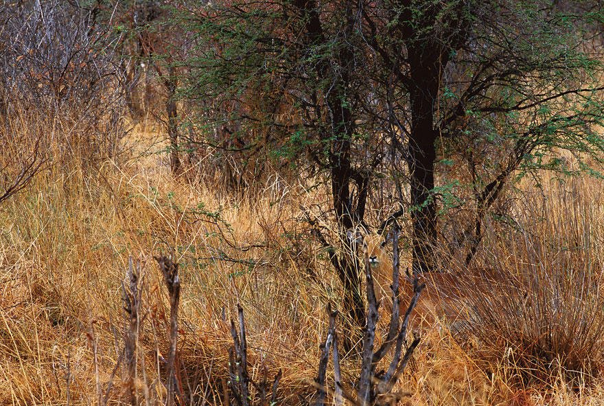 Antelope disguises itself