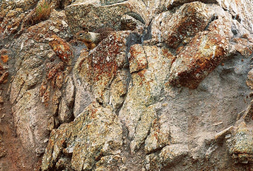 Squirrel or rodent hiding in the stones