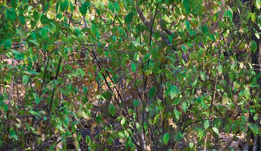 Deer in the bushes