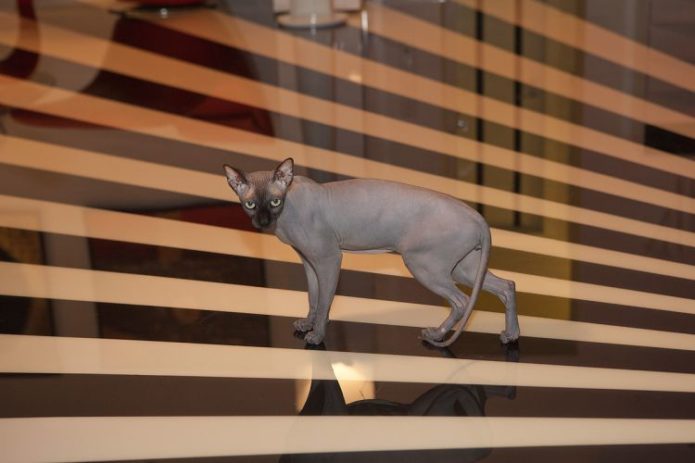 Found a cat Bari Alibasova: a story with continuation