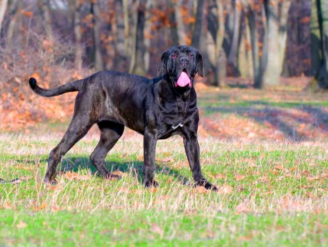 The Neapolitan mastiff is a large and often clumsy dog   who loves his masters endlessly and scares away the formidable appearance of enemies. Neapolitans become good house guards and personal protectors for people.