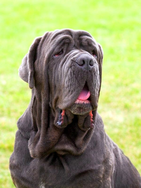 Mastino Neapolitan will jealously defend his masters and his territory. He will be able to drive away unwanted guests with only a fierce look. This is a strong and intelligent dog, which is most often used as a guard.