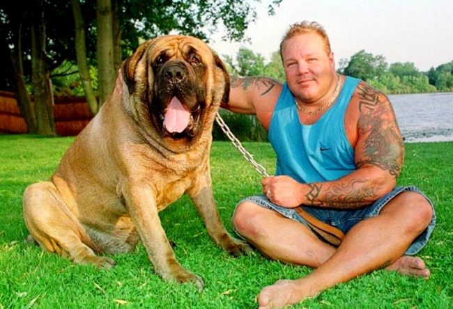 The Neapolitan mastiff named Hercules brought to fame this breed, which was listed in the Guinness Book of Records as the heaviest dog in the world weighing 128 kg.