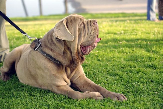 The dimensions of a mastiff, at times, play a cruel joke with a dog: he is too lazy to move around and engage in active exercises. Often a Neapolitan mastiff dog is obese.