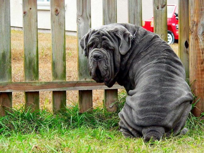 The Neapolitan mastiff does not suffer from causeless attacks of aggression, it is a sensible dog, which, if properly educated, will behave calmly