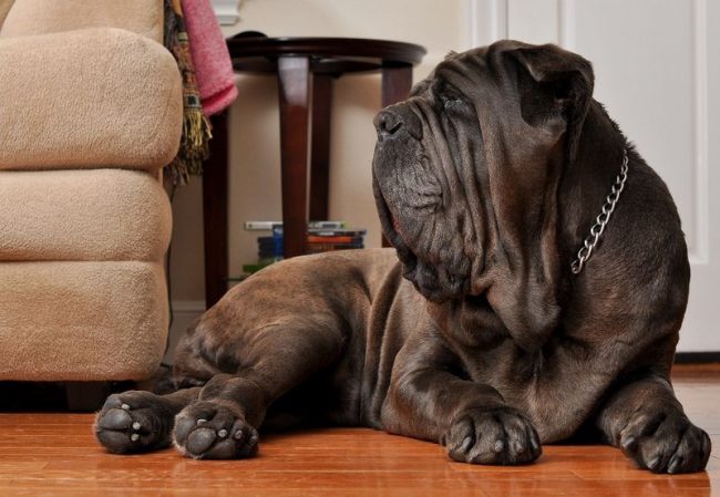 Neapolitan mastiff - a large dog that needs a lot of space for a comfortable existence