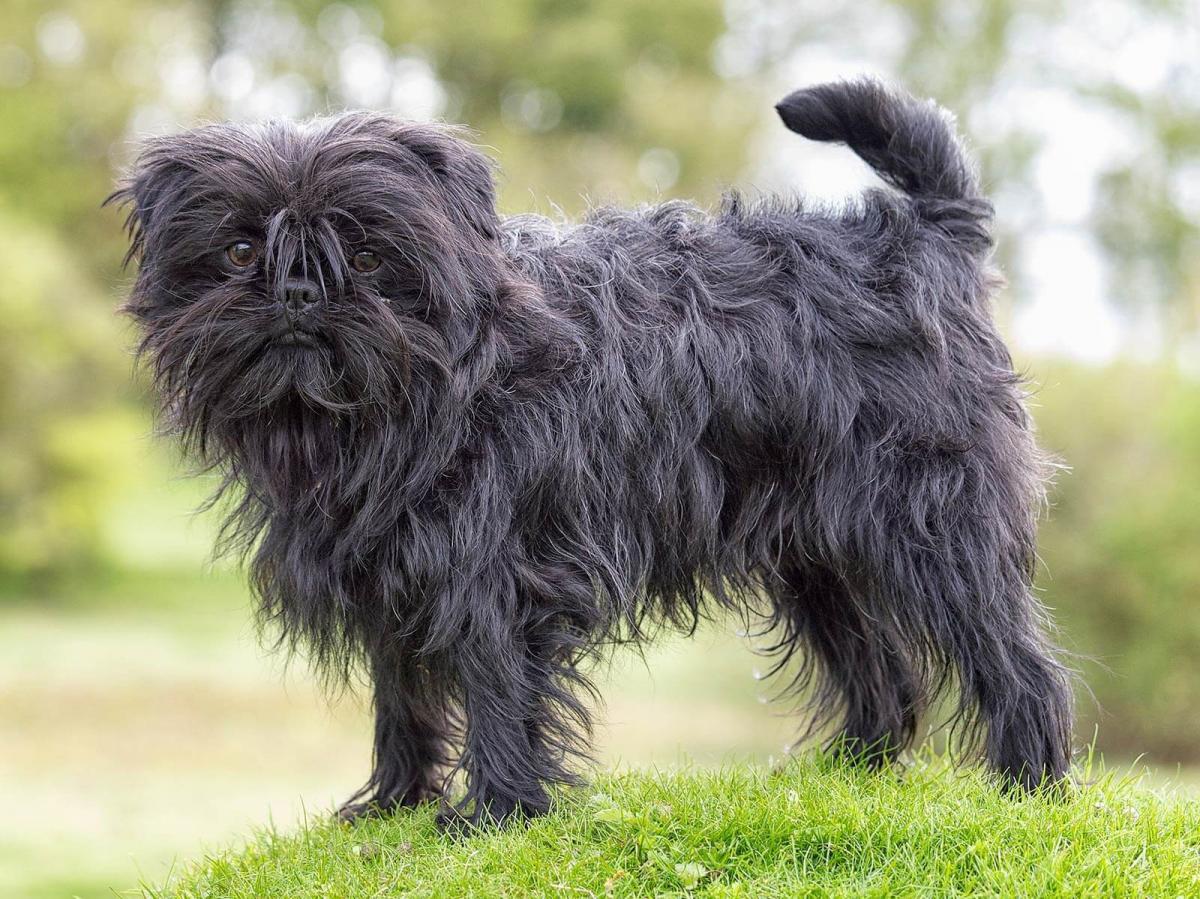 Small Wire Dog Breeds