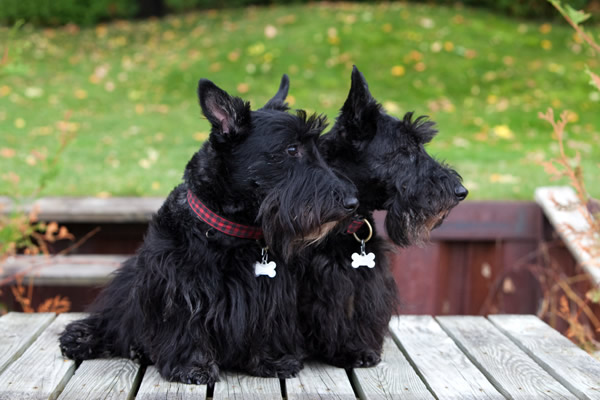 Small Wire Dog Breeds