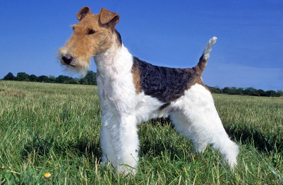 Small Wire Dog Breeds