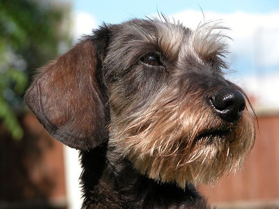 Small Wire Dog Breeds