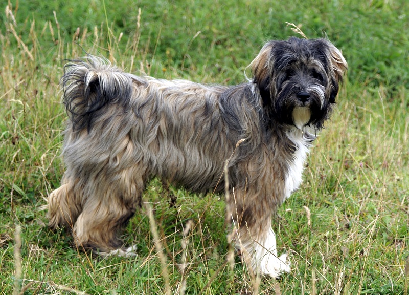 Tibetan