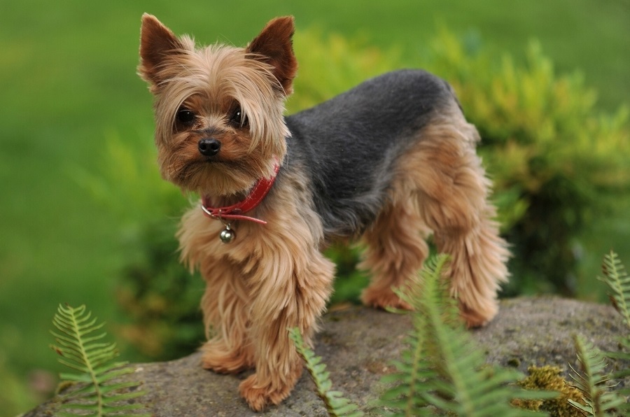 Yorkshire Terrier