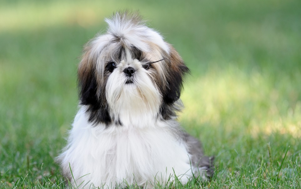 Shih