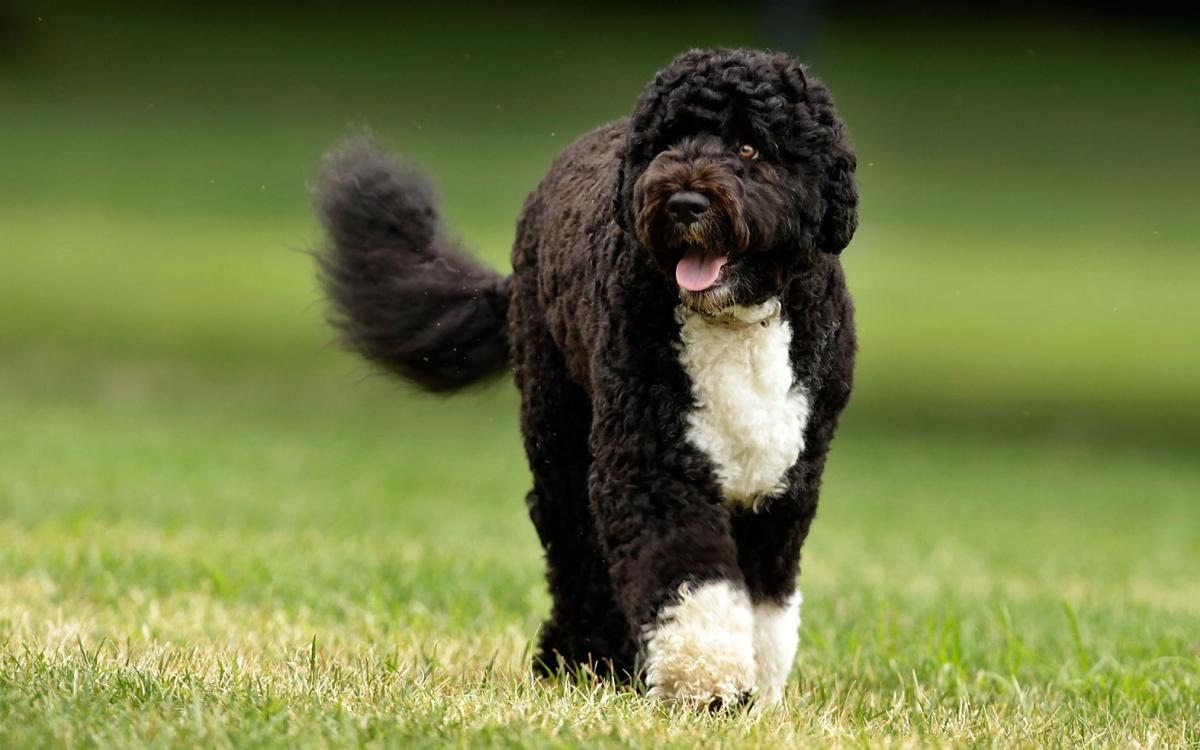 Portuguese Water Dog