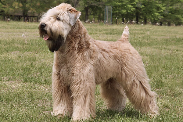 Irish Soft Coated Wheaten Terrier