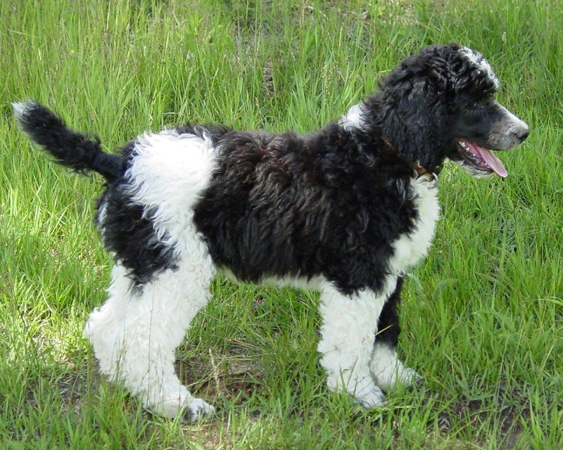 Poodles (toy, miniature and standard)
