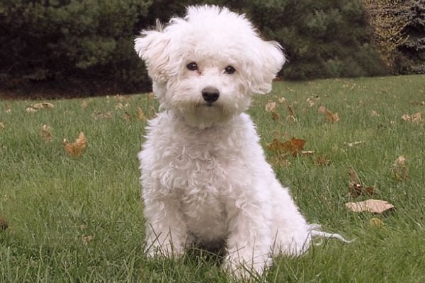 Bichon Frize