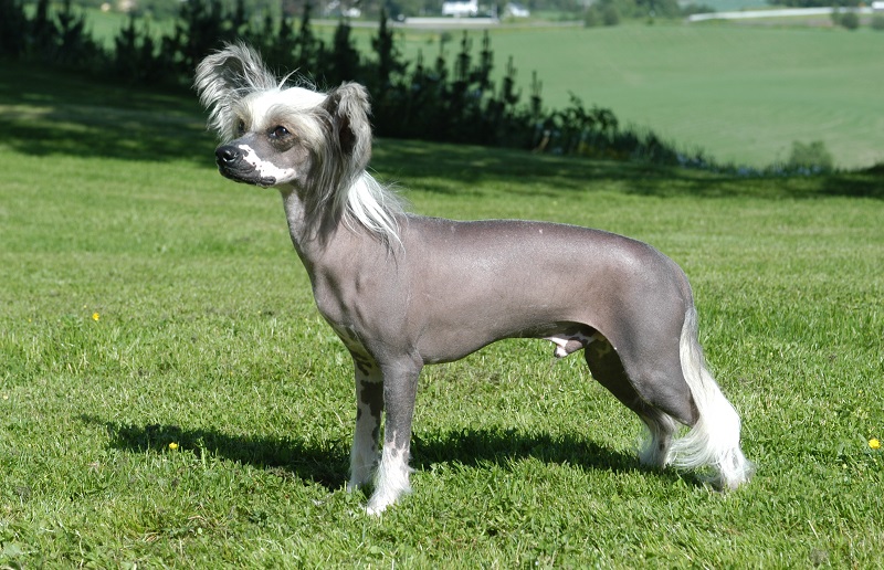 Chinese Crested