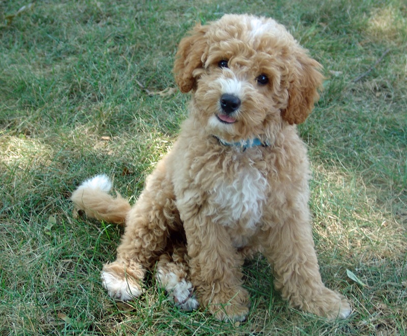 Labradoodle