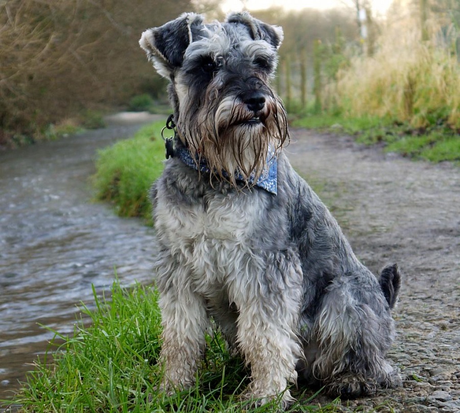 Schnauzer (miniature and standard)