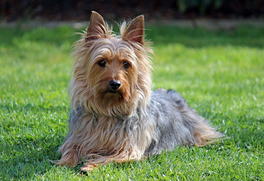 Australian Silky Terrier