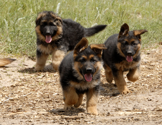 German Shepherd - photo of puppies