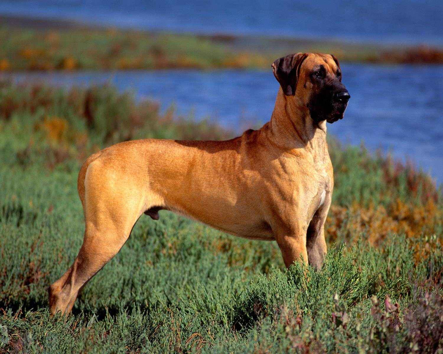 Photo of the Great Dane