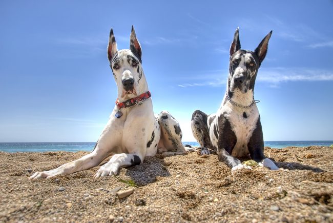 Being an excellent companion, a well-educated mastiff eloquently declares the high status of its owners