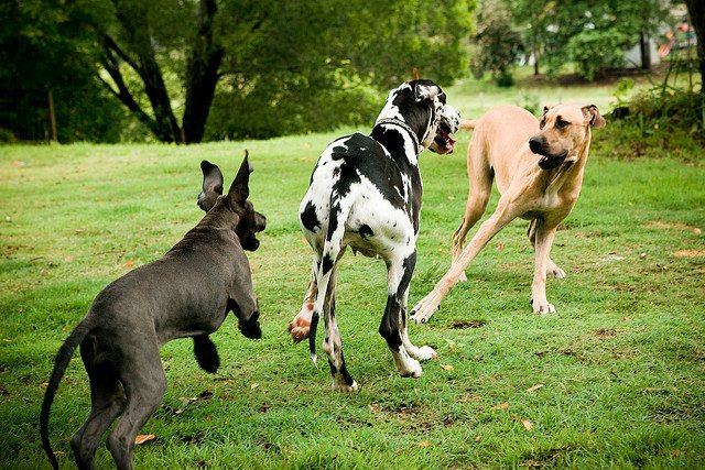 The Great Dane is characterized by extraordinary power, combined with aristocratic harmony