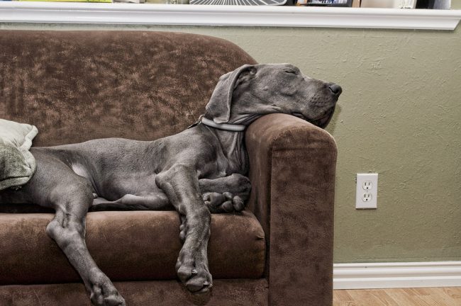 Great Dane - a real aristocrat who likes to relax in comfortable conditions