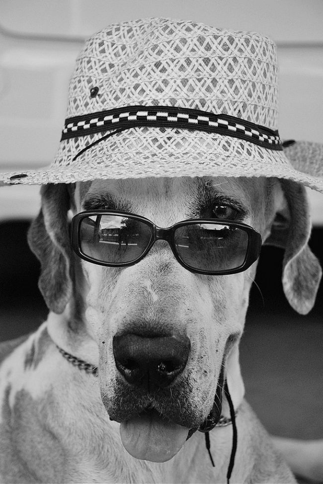 Great Dane knows a lot about stylish accessories