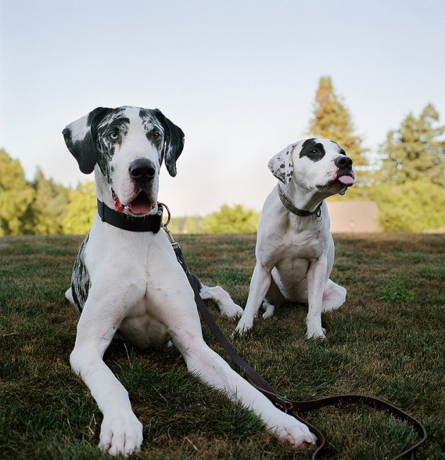 The Great Dane dog is incredibly cheerful, she is ready to show her tongue for any problems