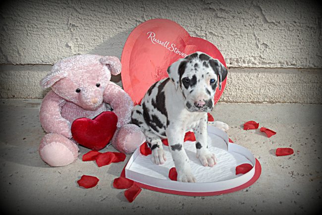 The Great Dane puppy is the best present you can give your loved ones.