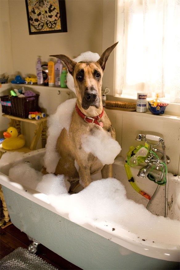 Great Dane won't give up foam spa treatments