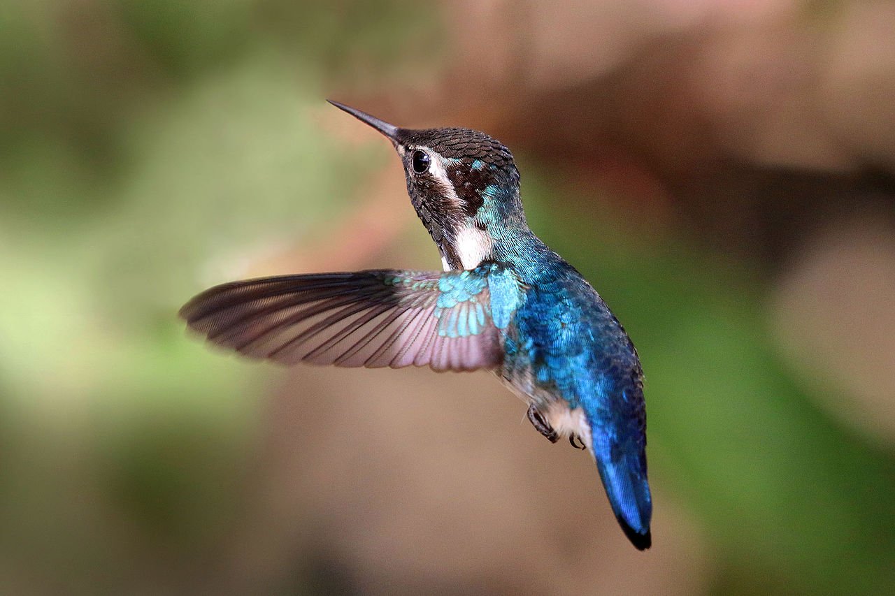 Hummingbird