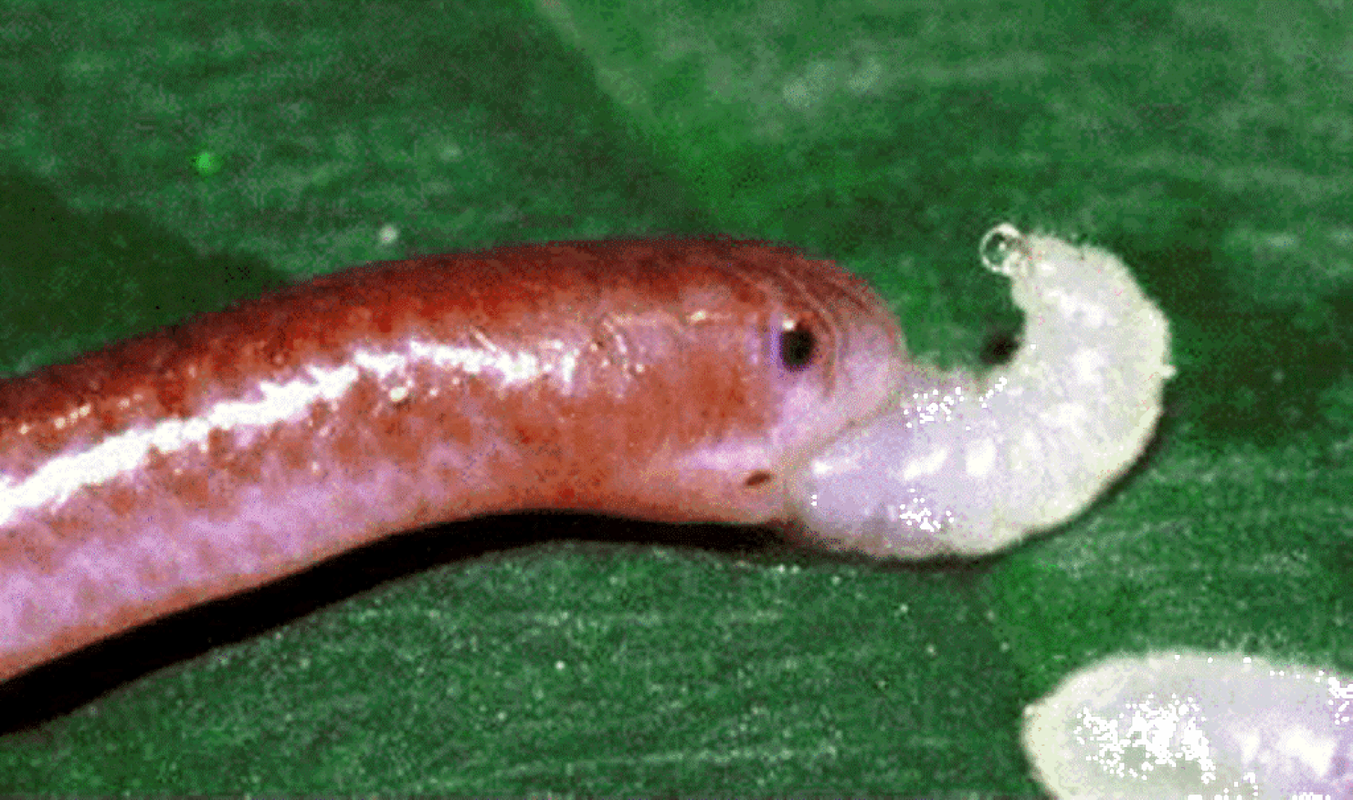 Barbados narrow-snake