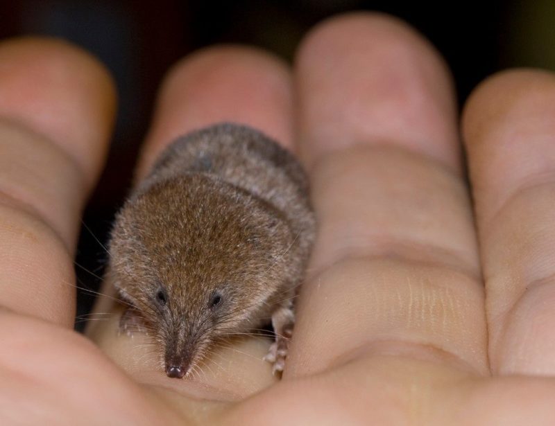Dwarf polytooth in the palm of your hand