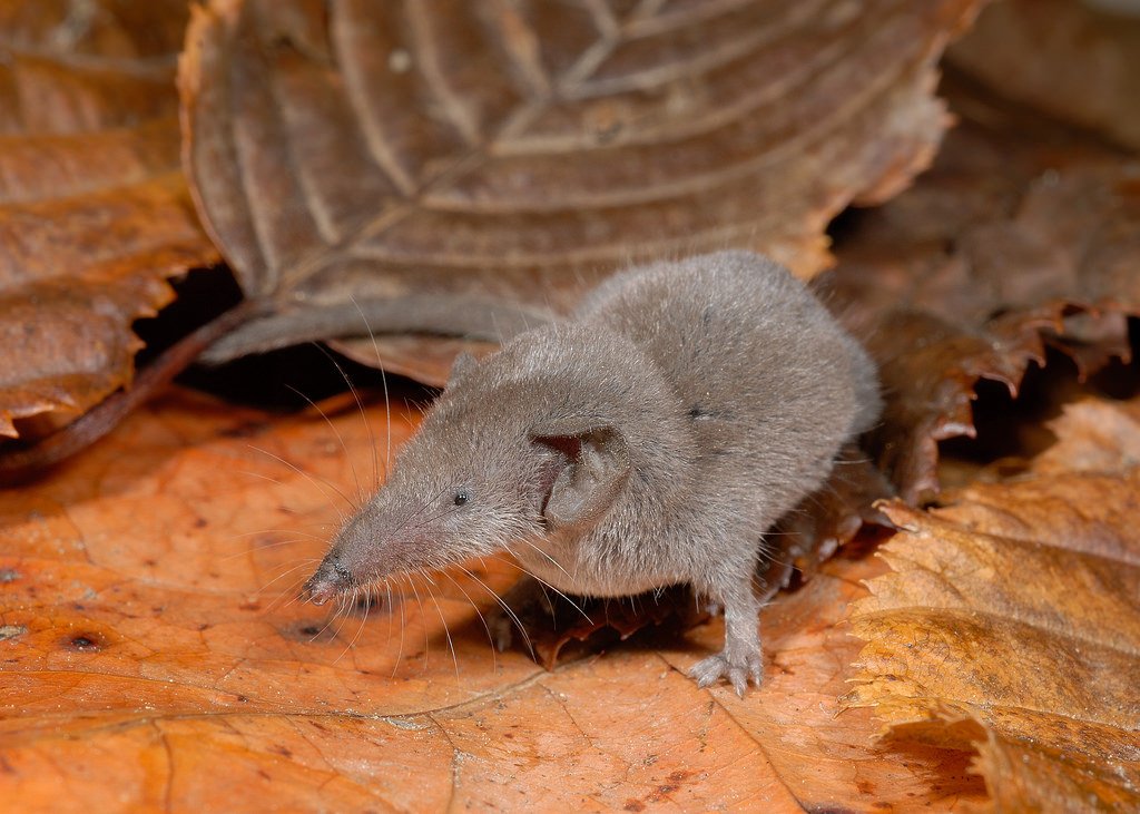 Dwarf polydent hides in the leaves