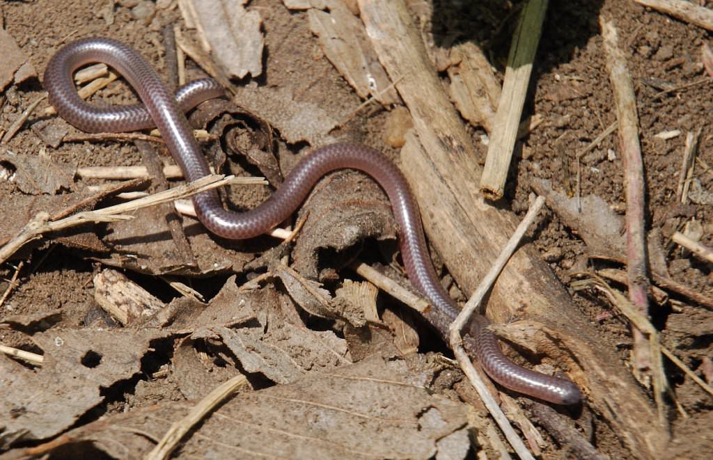 Barbados narrow-snake