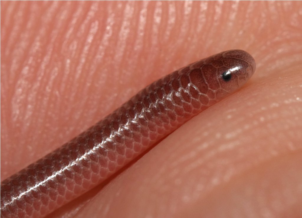 The head of the Barbados narrow-snake