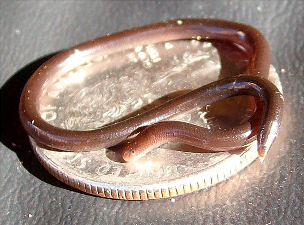 Barbados narrow-snake